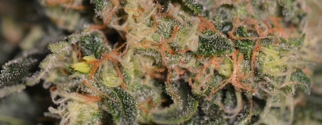 Ερμαφροδιτισμός της κάνναβης και υπερβολικός χρόνος άνθησης Ερμαφροδιτισμός της κάνναβης και υπερβολικός χρόνος άνθησης