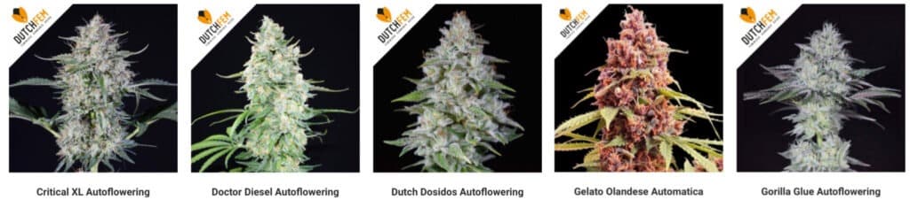 All About Autoflowering autoflowers All About Autoflowering autoflowers