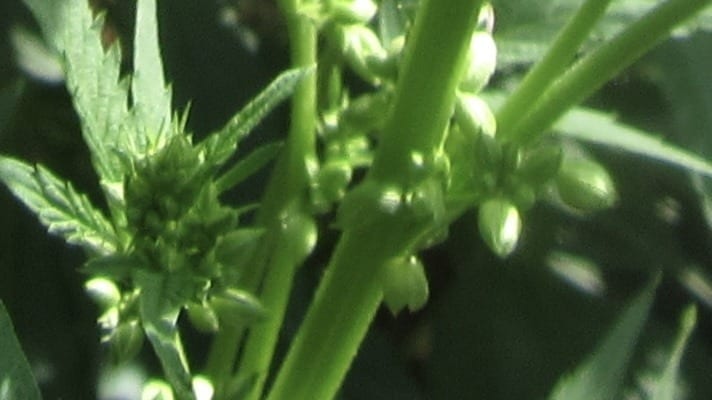 Περιβαλλοντικό στρες και ερμαφροδιτισμός της κάνναβης Περιβαλλοντικό στρες και ερμαφροδιτισμός της κάνναβης