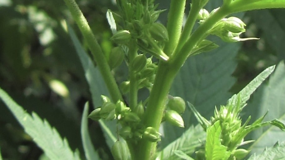 Nodes and internodes in cannabis plants Nodes and internodes in cannabis plants