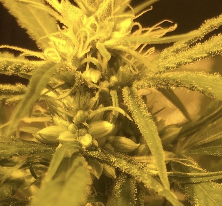 ερμαφροδιτισμός της κάνναβης ερμαφροδιτισμός της κάνναβης