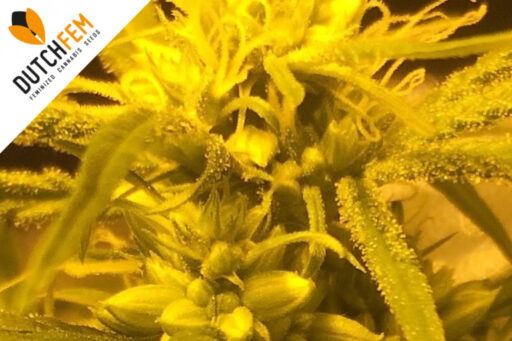 cannabis hermaphroditism