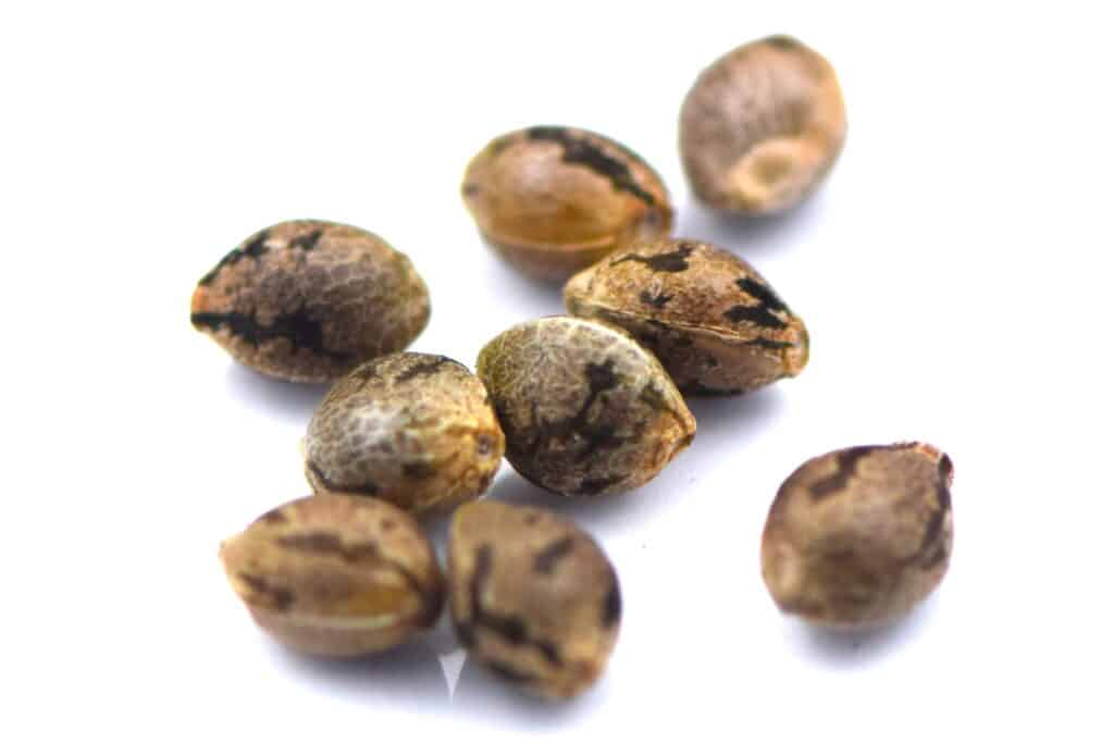 cannabis seeds cannabis seeds