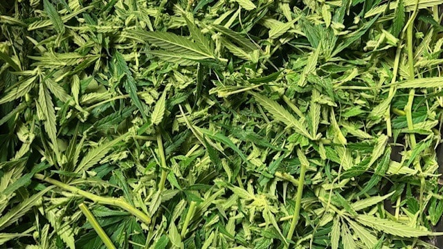 Τι μπορείτε να φτιάξετε από τα απόβλητα κοπής της κάνναβης; Τι μπορείτε να φτιάξετε από τα απόβλητα κοπής της κάνναβης;