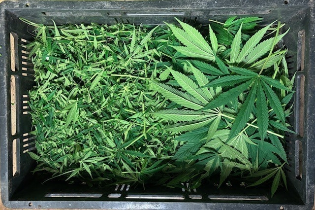 Τι μπορείτε να φτιάξετε από τα απόβλητα κοπής της κάνναβης; Τι μπορείτε να φτιάξετε από τα απόβλητα κοπής της κάνναβης;