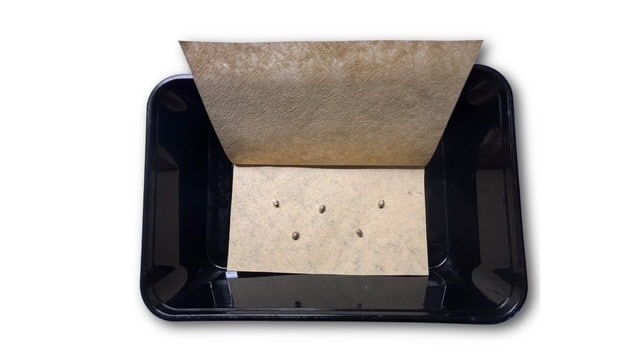 feminized cannabis seeds feminized cannabis seeds