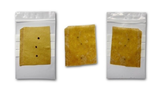 Cannabis zaden ontkiemen met ongebleekte koffiefilters Cannabis zaden ontkiemen met ongebleekte koffiefilters