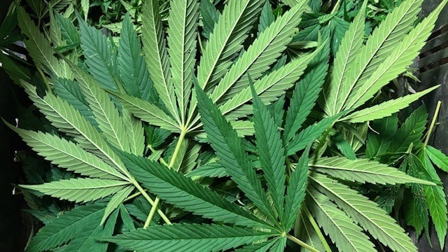 Τι μπορείτε να φτιάξετε από τα απόβλητα κοπής της κάνναβης; Τι μπορείτε να φτιάξετε από τα απόβλητα κοπής της κάνναβης;