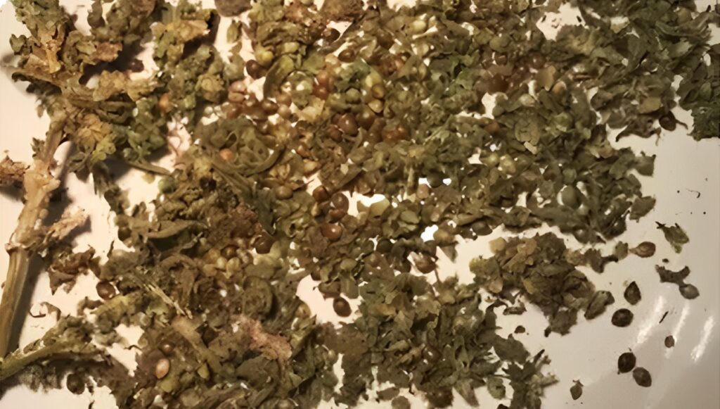 harvesting cannabis seeds