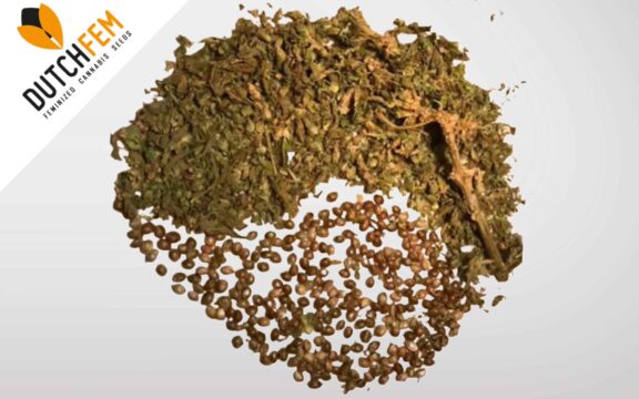 marihuana seeds