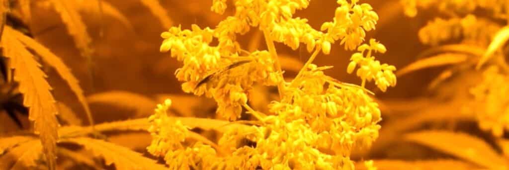 Αρσενικά άνθη Αρσενικά άνθη