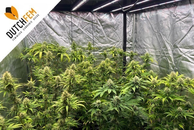 cannabis seeds