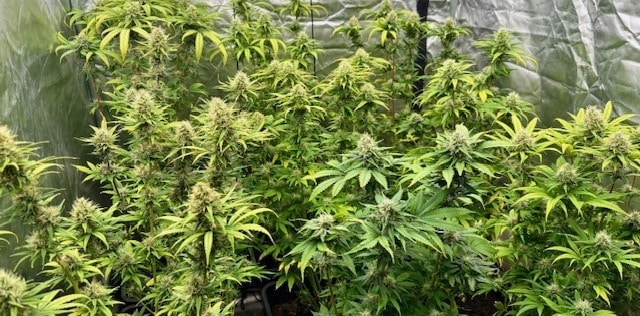 Υπερσιτισμός ή υποσιτισμός κάνναβης Υπερσιτισμός ή υποσιτισμός κάνναβης