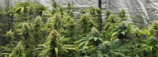 Υπερσιτισμός ή υποσιτισμός κάνναβης Υπερσιτισμός ή υποσιτισμός κάνναβης