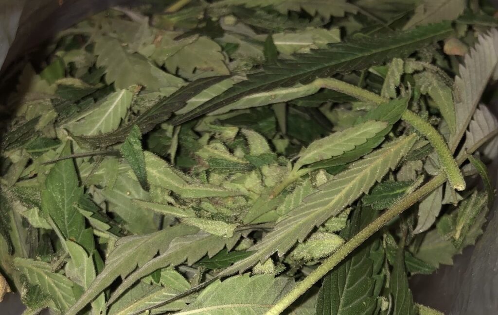 Τι μπορείτε να φτιάξετε από τα απόβλητα κοπής της κάνναβης; Τι μπορείτε να φτιάξετε από τα απόβλητα κοπής της κάνναβης;