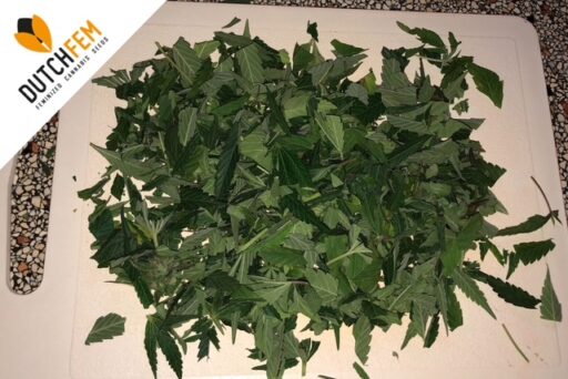 Τι μπορείτε να φτιάξετε από τα απόβλητα κοπής της κάνναβης;