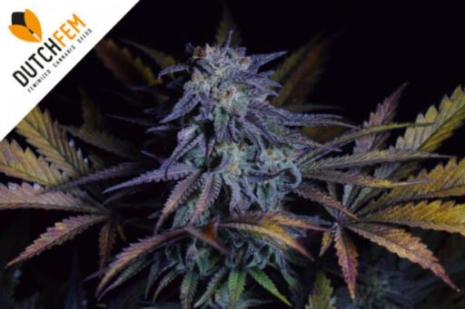 League of Legends: Mimosa Cherry Kush