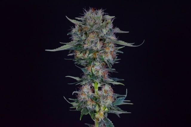 cannabis seeds cannabis seeds