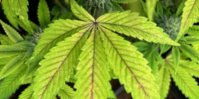 Light stress from LED Light stress from LED