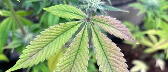 Light stress from LED Light stress from LED