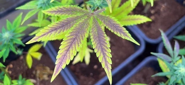 Τα πιο συνηθισμένα λάθη αρχάριων στην καλλιέργεια κάνναβης Τα πιο συνηθισμένα λάθη αρχάριων στην καλλιέργεια κάνναβης