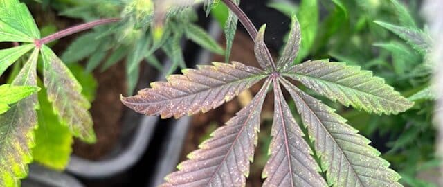 feminized cannabis seeds feminized cannabis seeds