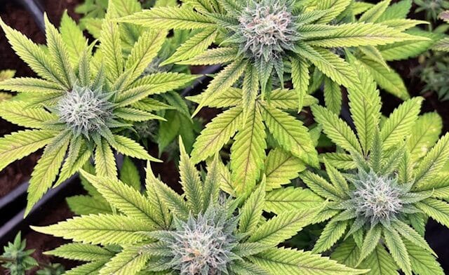 Στρες φωτός από τα φώτα ανάπτυξης LED Στρες φωτός από τα φώτα ανάπτυξης LED