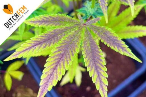 Light stress from LED grow lights