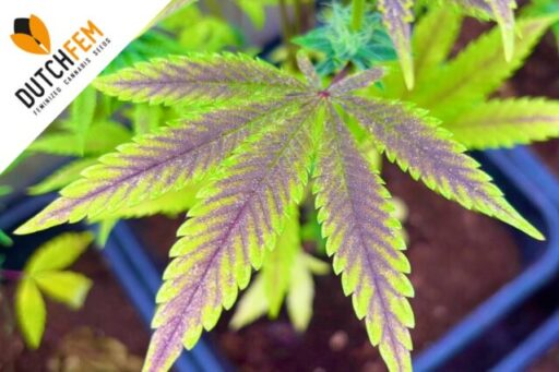 Στρες φωτός από τα φώτα ανάπτυξης LED