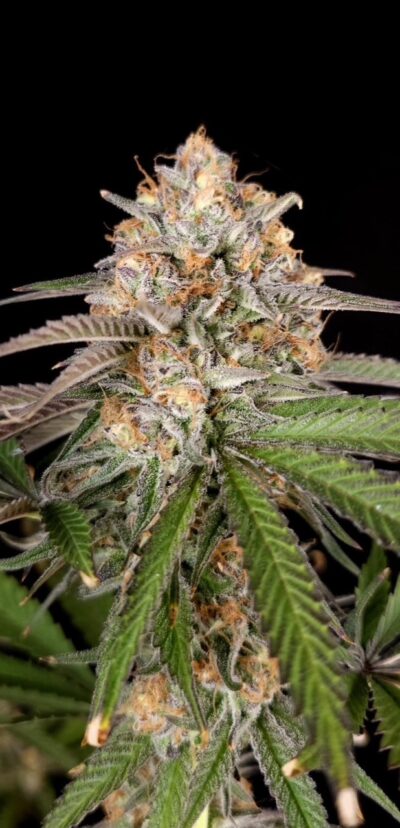 white widow