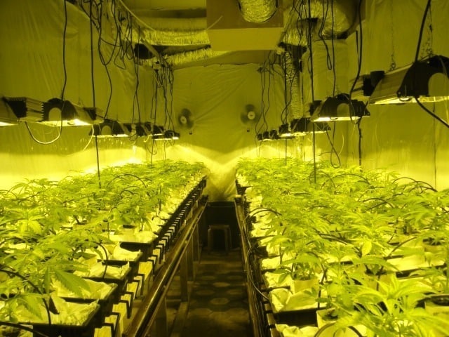 Is growing cannabis difficult Is growing cannabis difficult