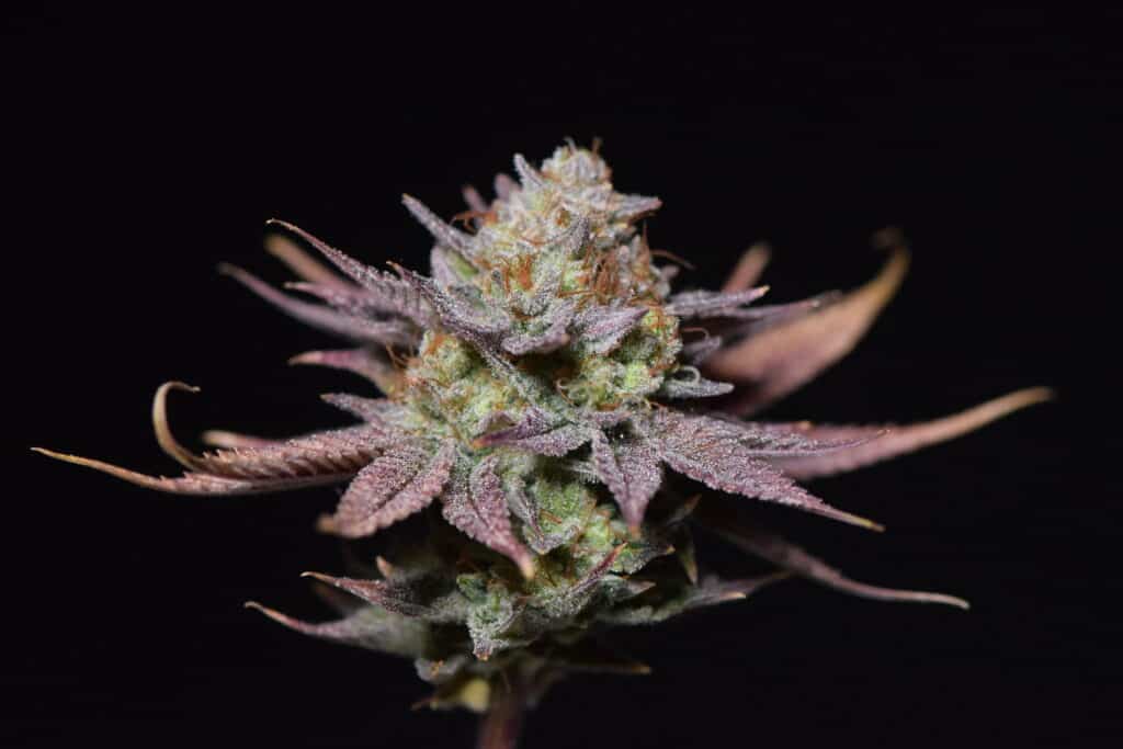 semi di cannabis