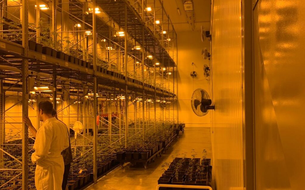 cannabis seeds cannabis seeds