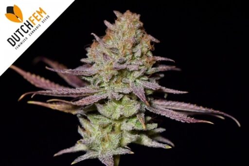 Dutchfem ποικιλία κάνναβης της χρονιάς 2024: Madmax Mimosa