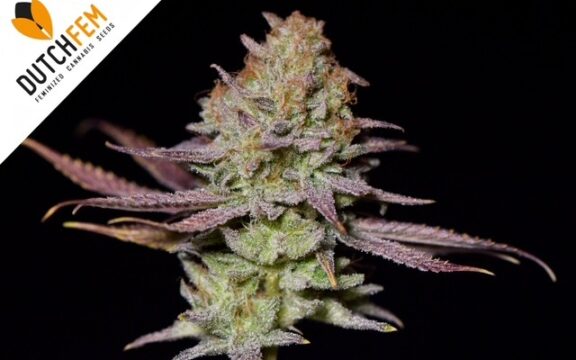 Dutchfem ποικιλία κάνναβης της χρονιάς 2024: Madmax Mimosa