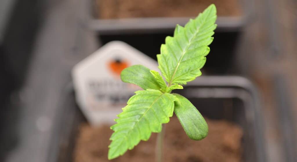 Is growing cannabis difficult? Is growing cannabis difficult?