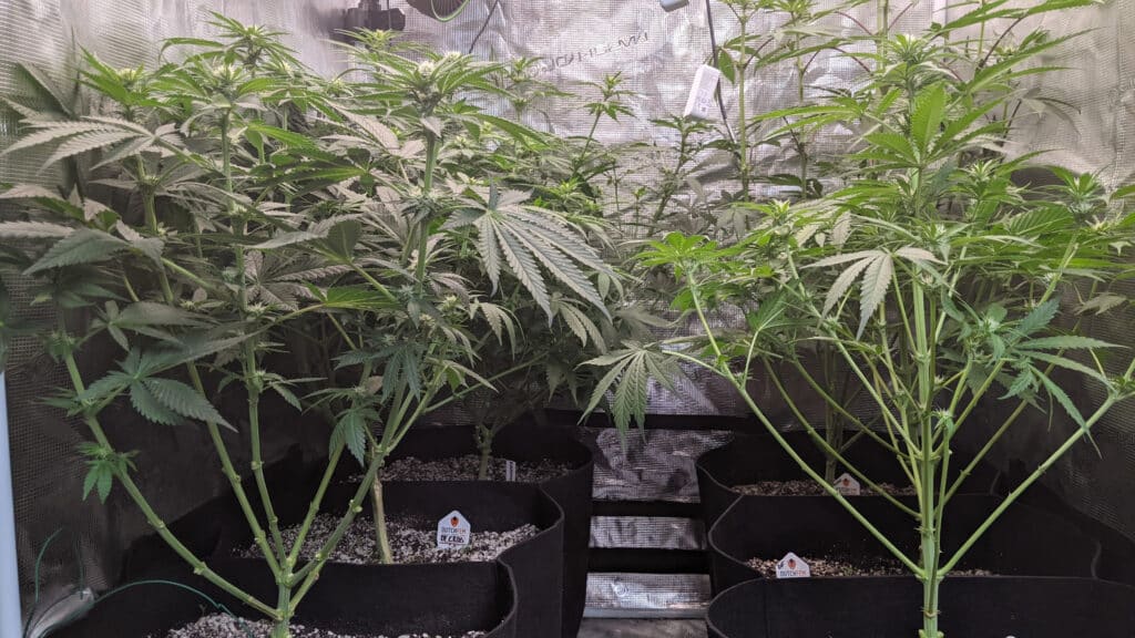 cannabis seeds cannabis seeds