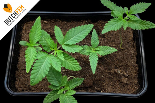 Is growing cannabis difficult?
