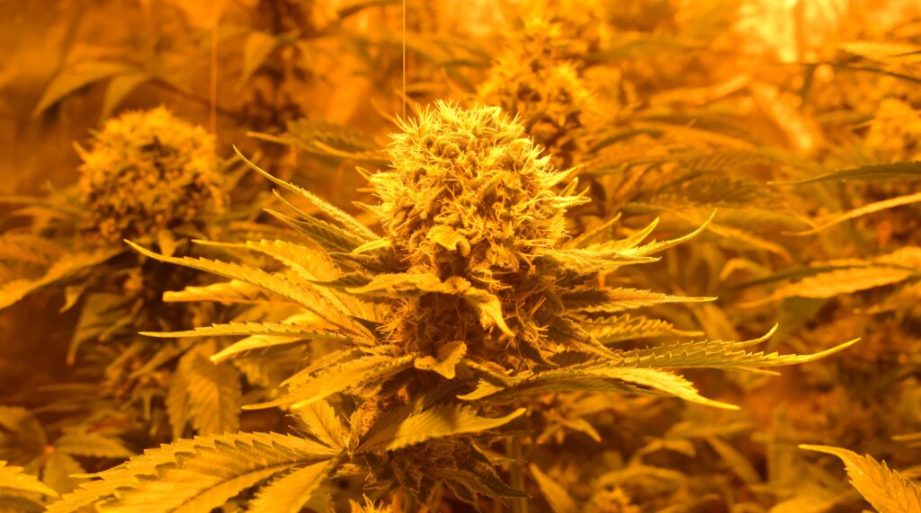 Is growing cannabis difficult? Is growing cannabis difficult?
