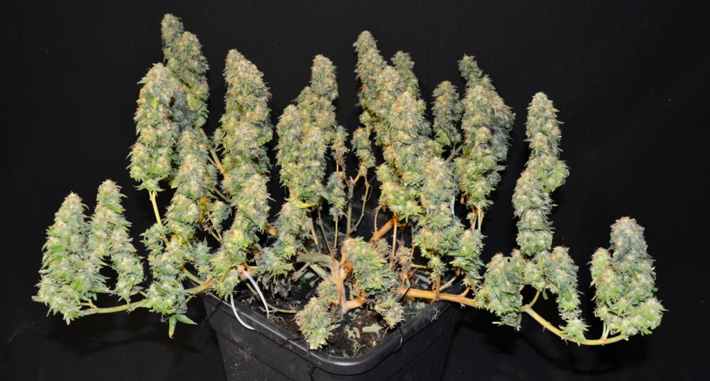 cannabis seeds cannabis seeds