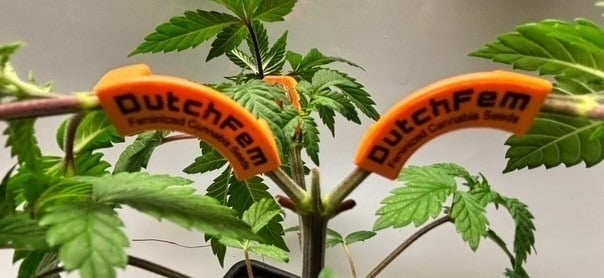 low stress training low stress training