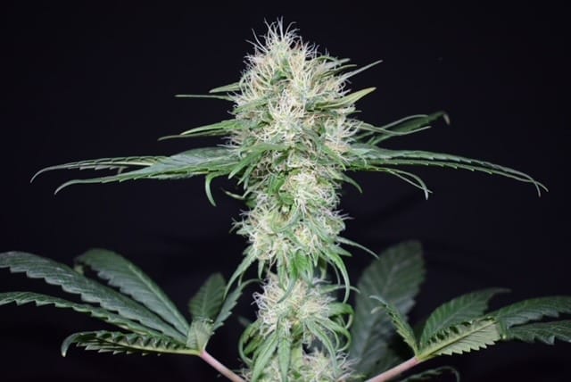 cbd tricomas