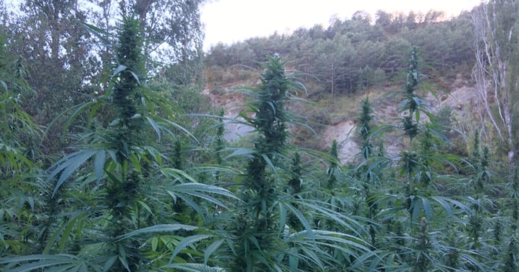 Semillas de cannabis CBD feminizadas Medicure