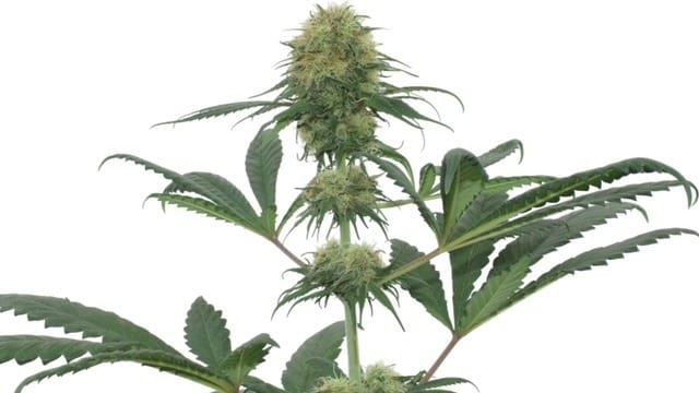 Semillas de cannabis CBD feminizadas Medicure