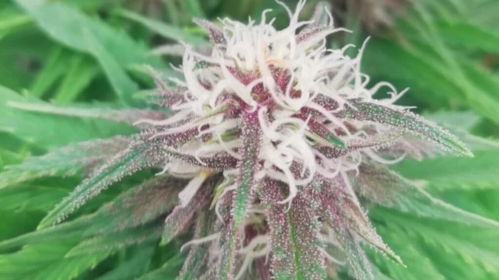 Semillas de cannabis CBD feminizadas Medicure