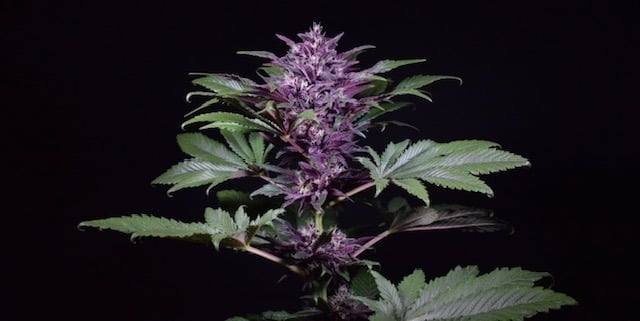 Semillas de cannabis CBD feminizadas Medicure