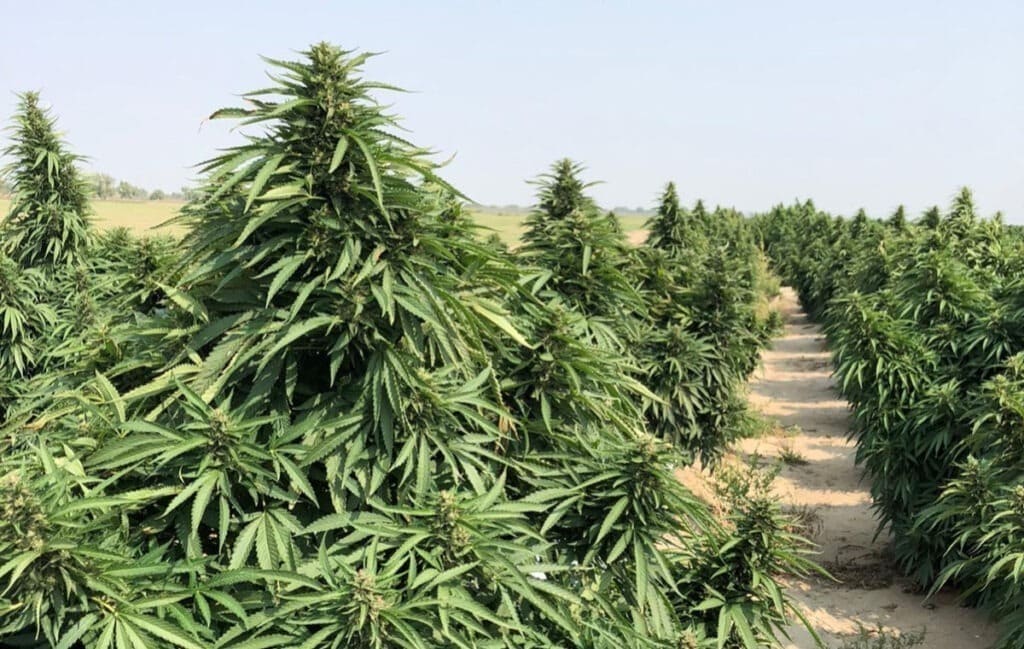 Growing Cannabis Outdoors Growing Cannabis Outdoors