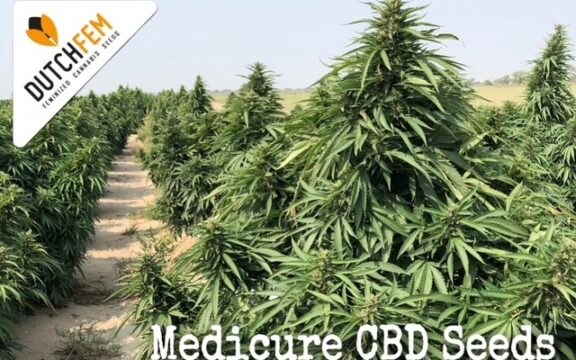 Semillas de cannabis CBD feminizadas