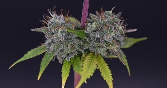 Nodes and internodes in cannabis plants Nodes and internodes in cannabis plants