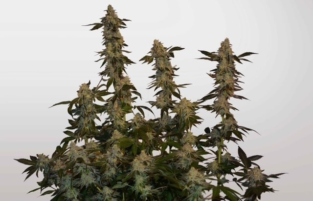 feminized seeds feminized seeds